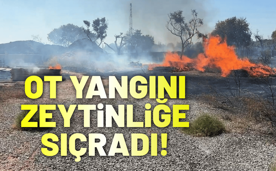 Aydın'da ot yangını zeytinliğe sıçradı!