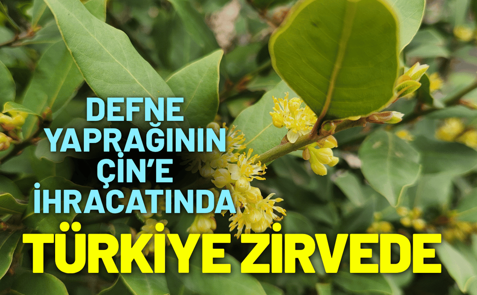 Defne yaprağının Çin’e ihracatında Türkiye zirvede