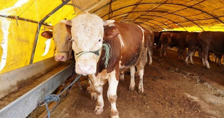 780X411 Izmir Valiliginden Seferihisarda Sap Iddialarina Yanit 1717877955414