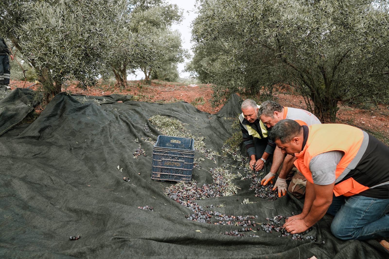 Seferihisar Zeytin Toplama 2 Min