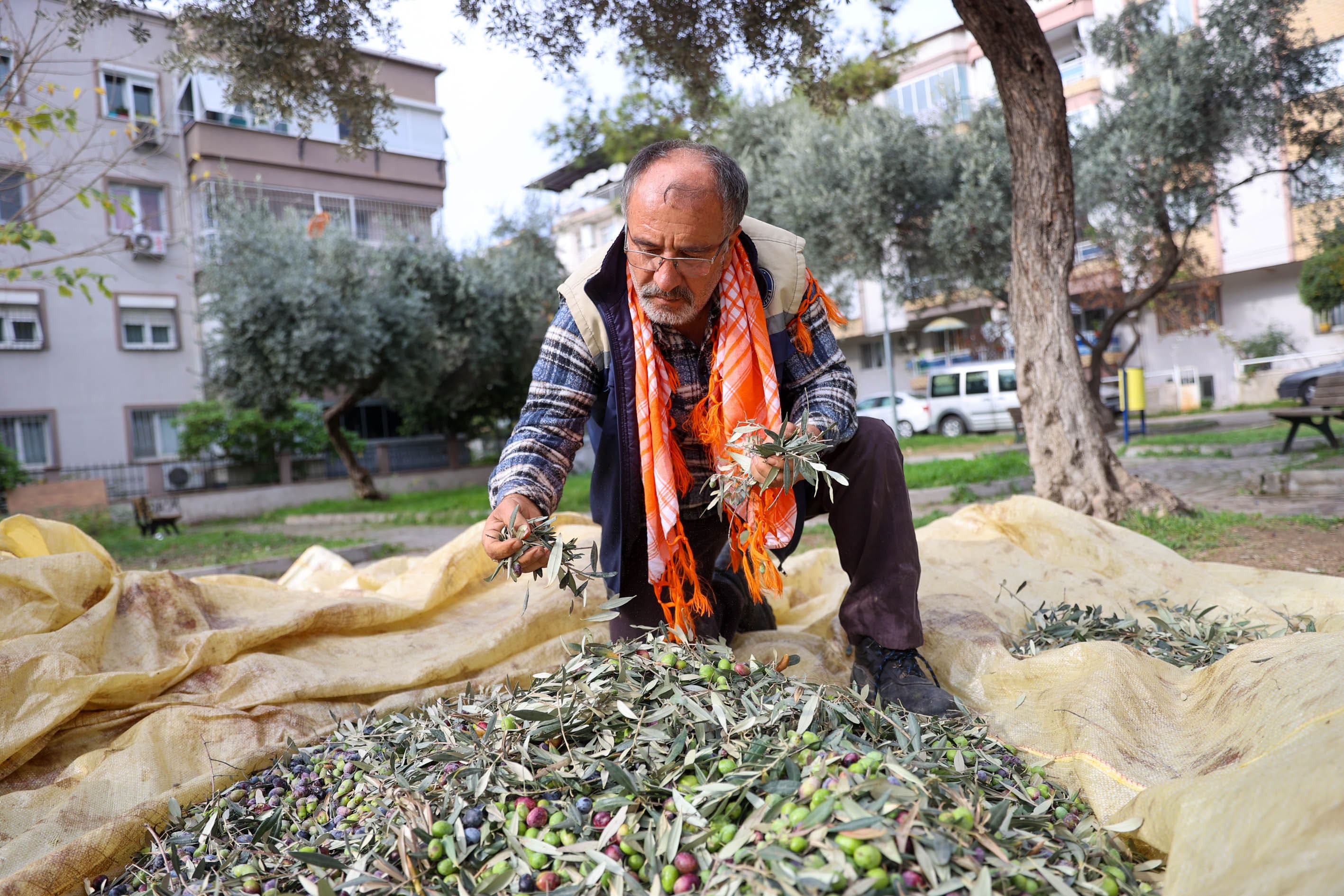 Buca Zeytinyağı (6) Min