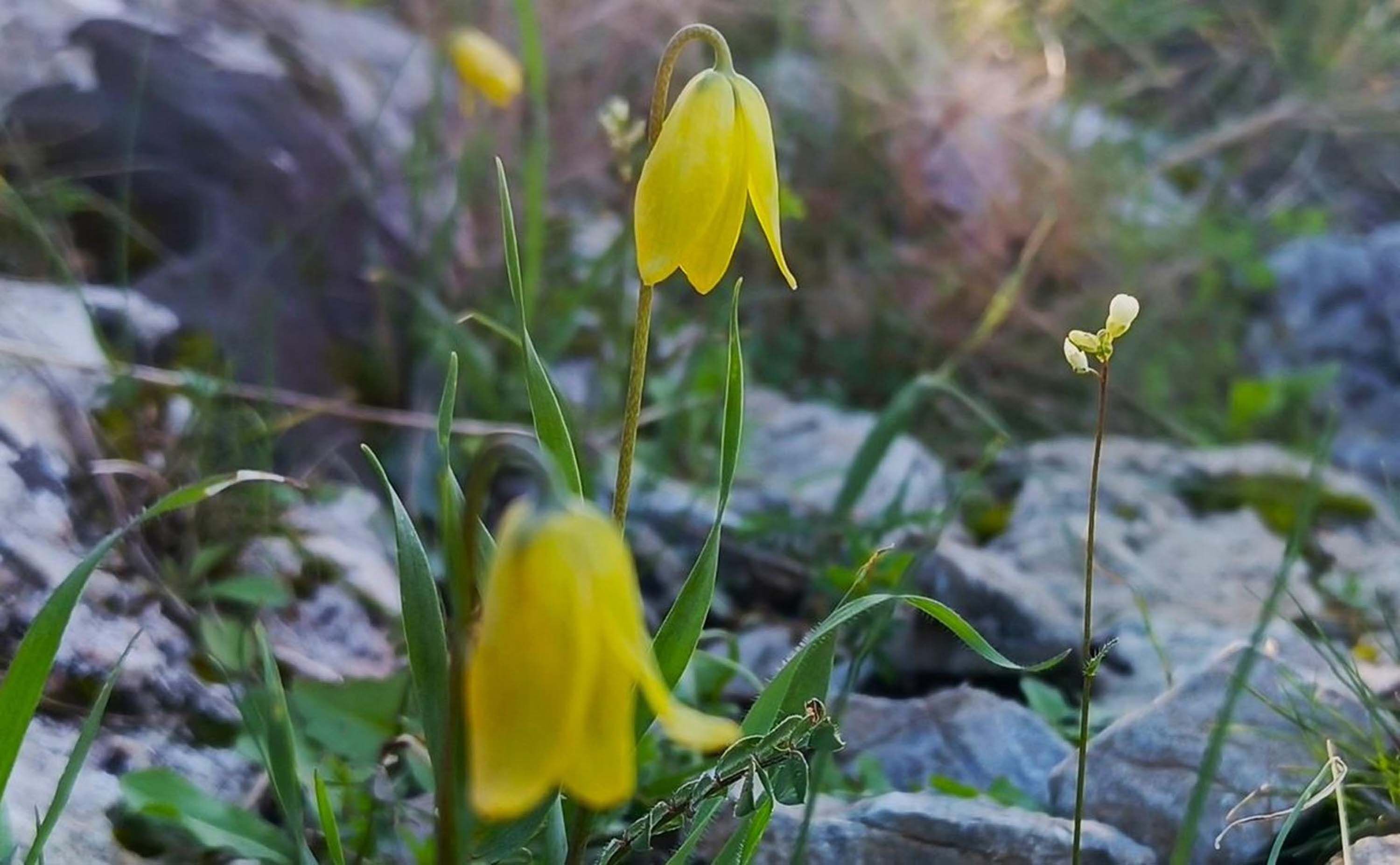 Kusadasinda Aglayan Gelinler Cicek Ac 1189369 353412 (1)