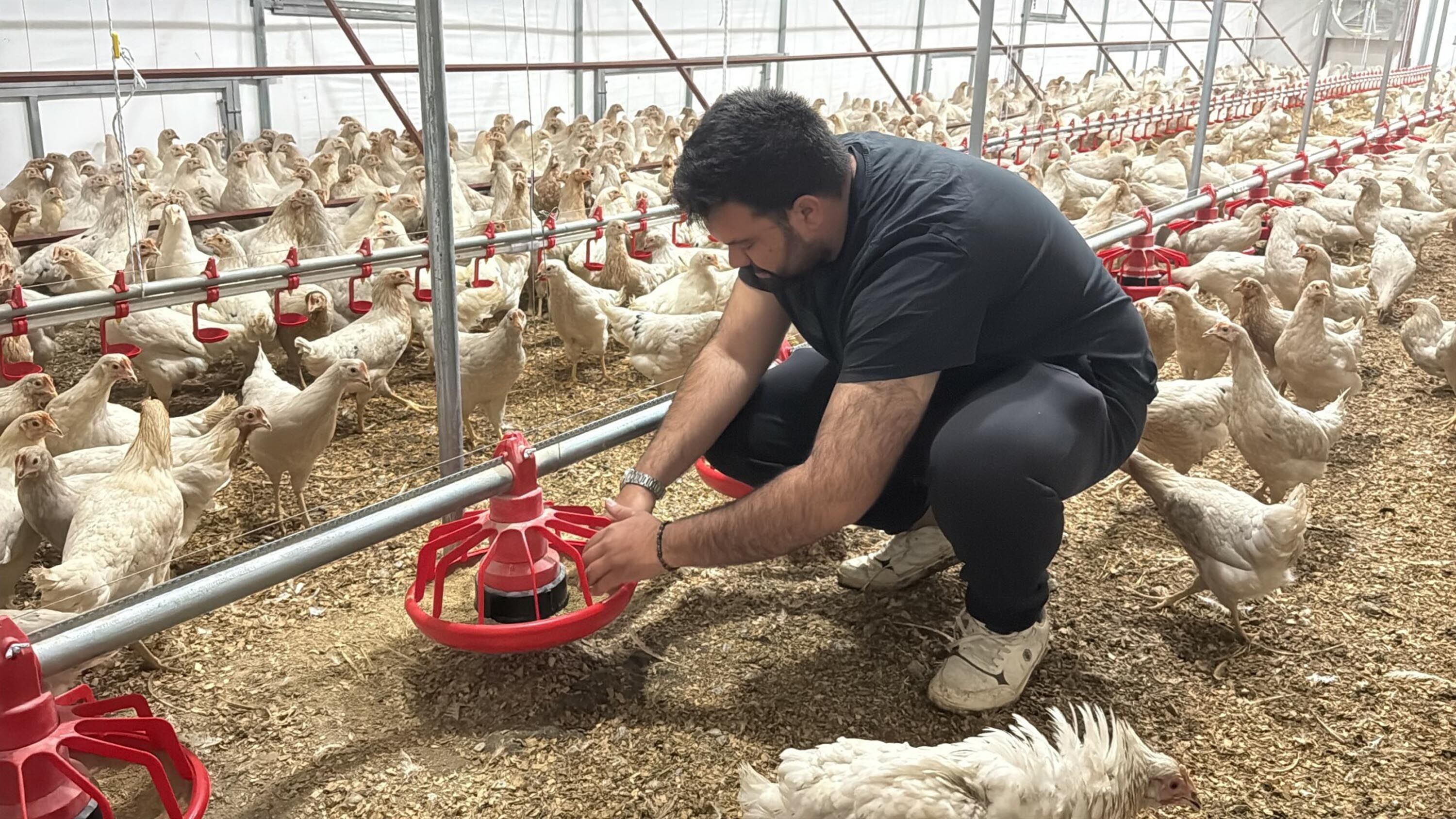 Otomobilini Satip Hayali Olan Tavuk Cift 1226300 364681 (1)