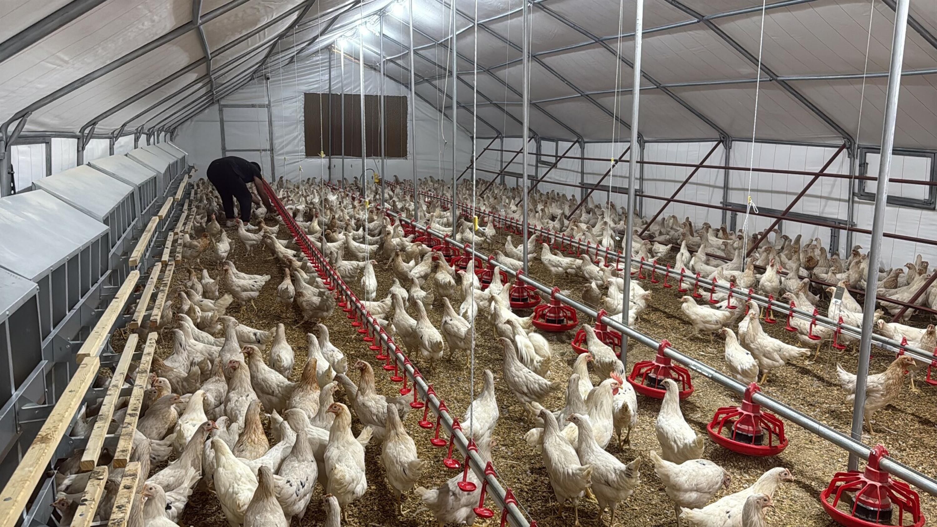 Otomobilini Satip Hayali Olan Tavuk Cift 1226304 364681 (1)