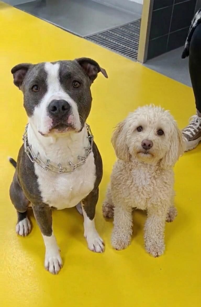 673730315 1458196259385037 8800010767239939287 N