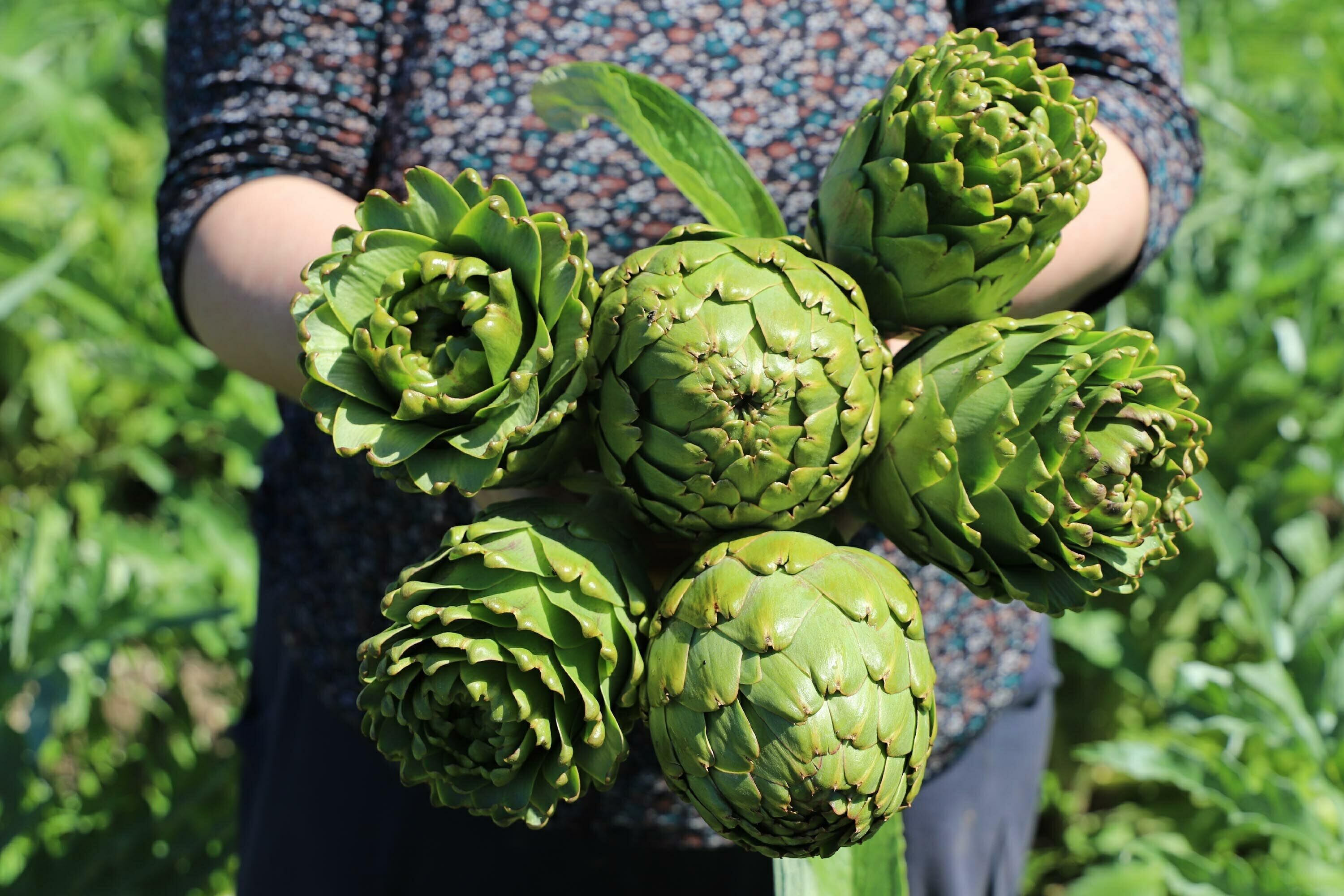 Izmirde Enginar Mesaisi 1250042 371911 (1)