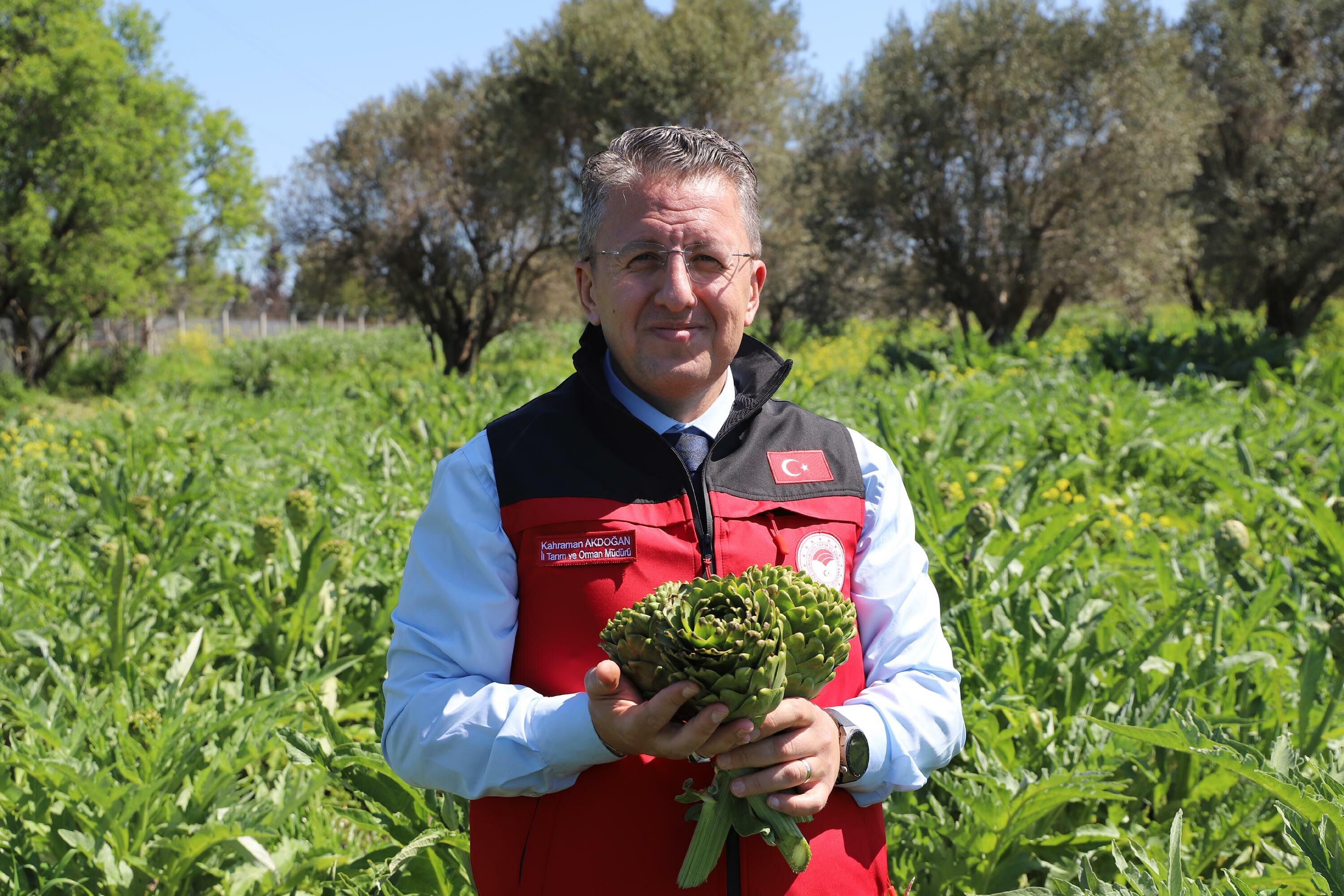 Izmirde Enginar Mesaisi 1250044 371911 (1)