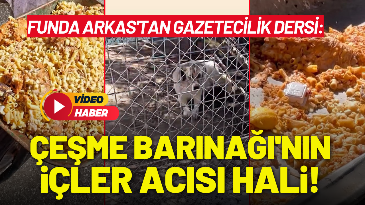 Funda Arkas'tan gazetecilik dersi: Çeşme Barınağı'nın içler acısı hali!