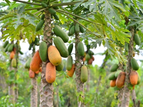 Papaya2