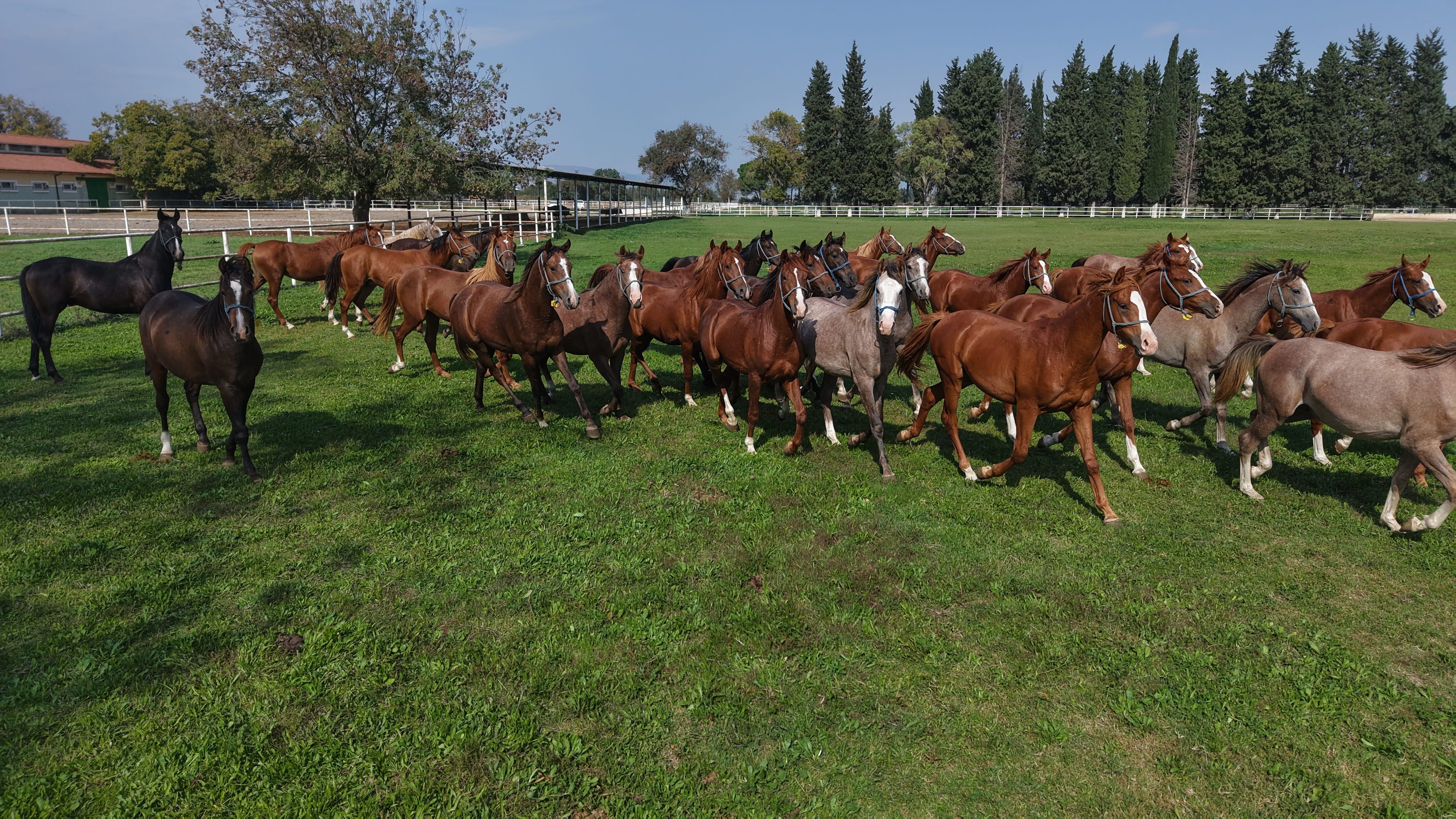 7 Asirlik Harada Milyonluk Yaris Atlari 1559337 464055 (1)