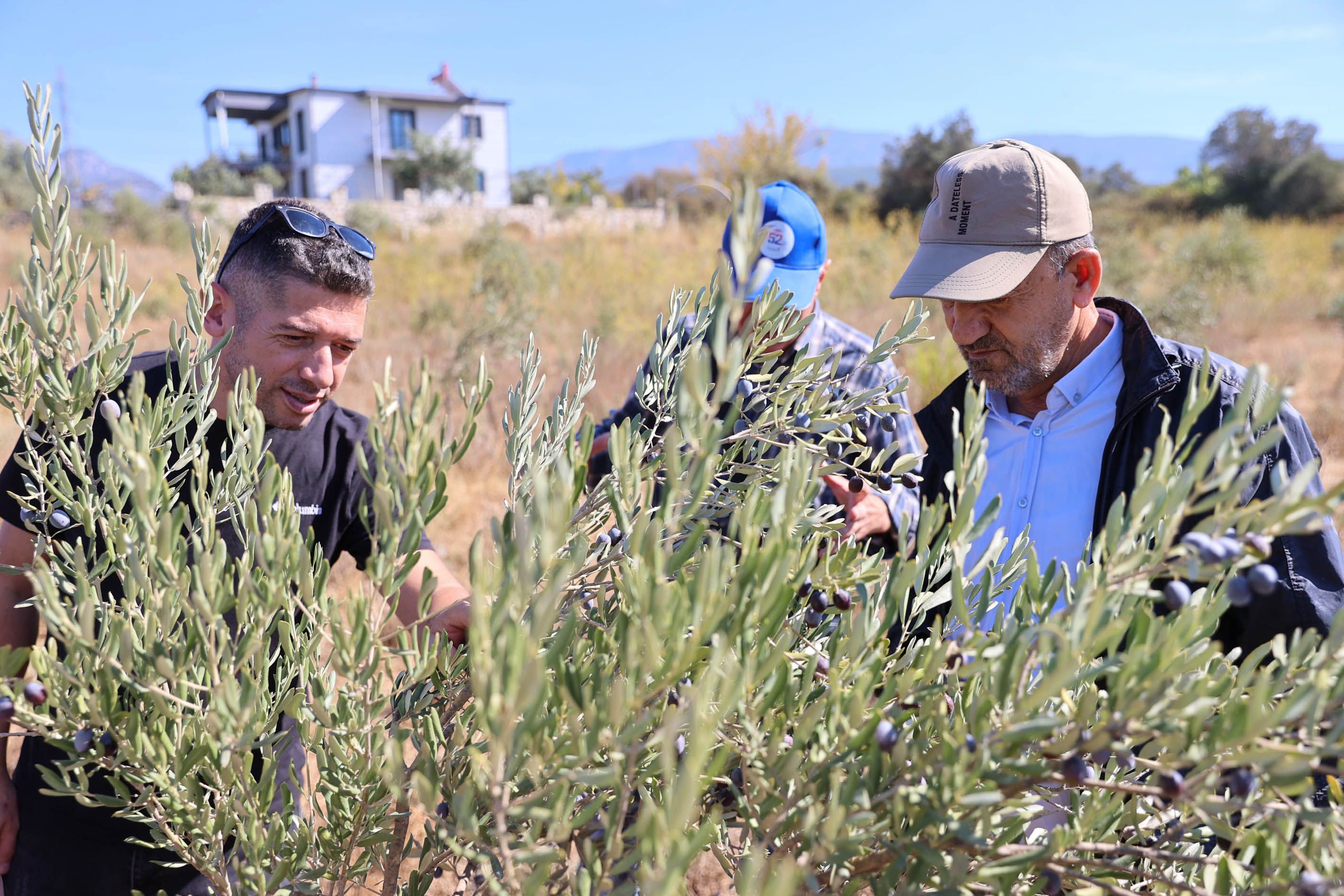 Buca Zeytin Budama6 (1)